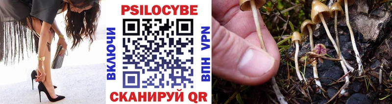 Купить  Бакал  Псилоцибиновые грибы мицелий 